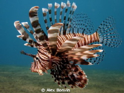 Lionfish hunting on sand. by Alex Bonvin 
